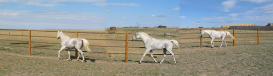 Shalimar Horses