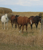 The Mares
