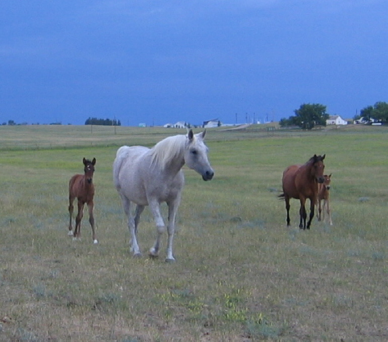 The Babies