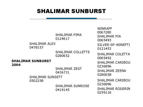 Shalimar Sunburst