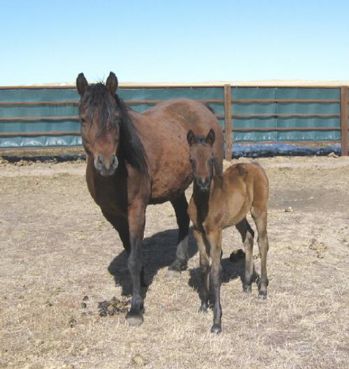 Shalimar Paulette 2006 Filly by AM Ben Dream