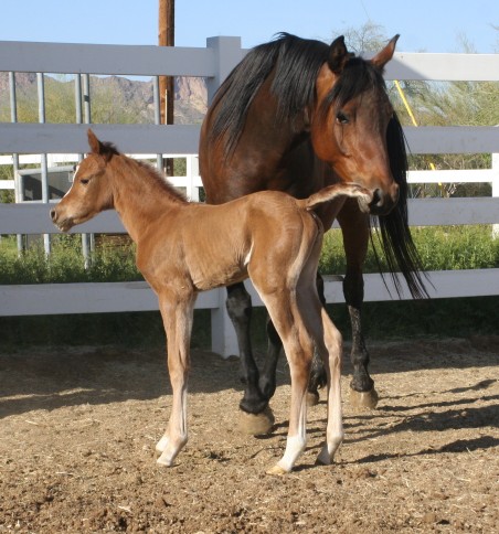 Shalimar Playboy x SSA Darlin
