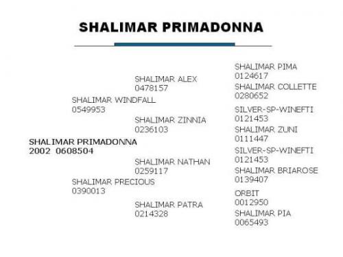 Shalimar Primadonna