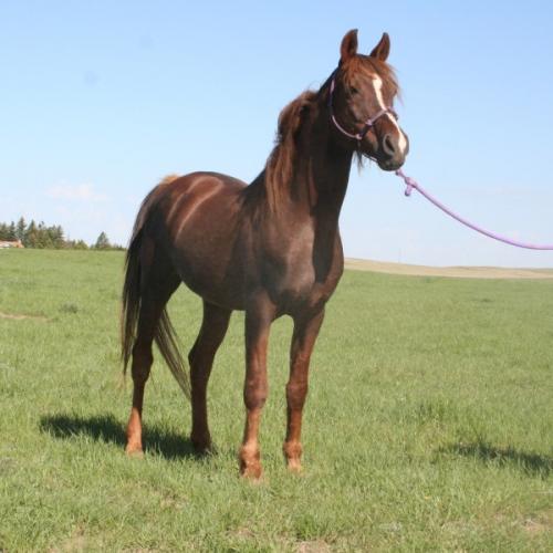 Asil Phancy