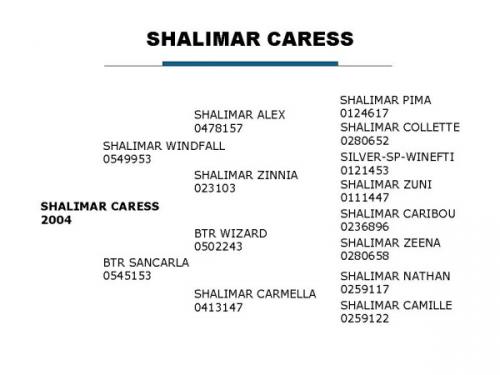 Shalimar Caress