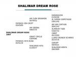 Shalimar Dream Rose